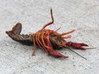 Crayfish.jpg