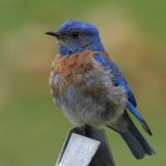 Bluebird.jpg