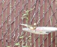 bird2 unknown.jpg