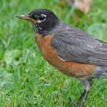 Robin5.jpg