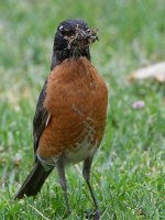 Robin6.jpg