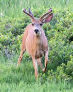 Buck-510.jpg