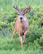 Buck-512.jpg