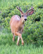 Buck-514.jpg