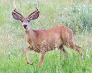 Buck-515.jpg