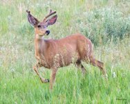 Buck-516.jpg