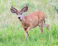 Buck-517.jpg