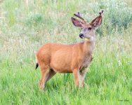 Buck-518.jpg
