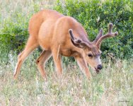 Buck-519.jpg