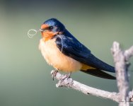 BarnSwallow-516.jpg