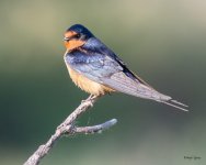 BarnSwallow-515.jpg