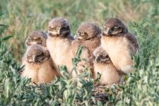 Burrowing Owl Babies-500.jpg