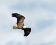 Baldy-500.jpg
