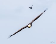 GrackleEagle-500.jpg