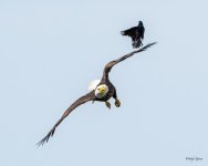 GrackleEagle-502.jpg