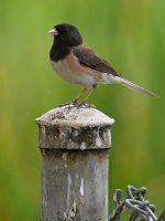 Junco3.jpg