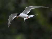 Tern4.jpg