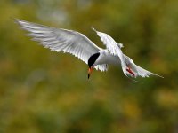Tern8.jpg