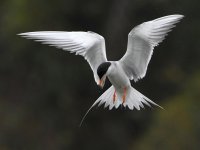 Tern11.jpg
