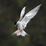 Tern12.jpg
