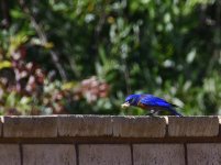 _ROY5937_00001.jpg