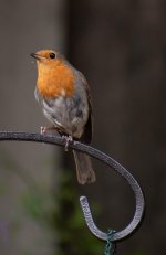 robin D500.jpg