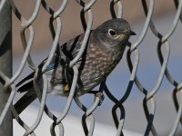 Bluebird8.jpg