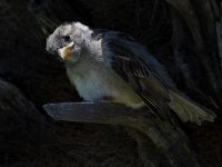 Sparrow.jpg