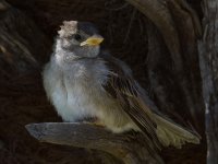 Sparrow3.jpg