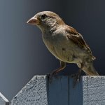 Sparrow6.jpg