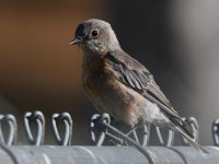 Bluebird2.jpg