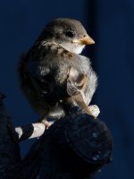 Sparrow4.jpg