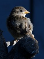 Sparrow3.jpg
