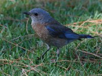 Bluebird3.jpg