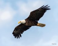 BaldyFlight-501.jpg