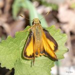 Skipper-500.jpg