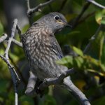 BlueBird4.jpg