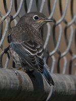 BlueBird9.jpg