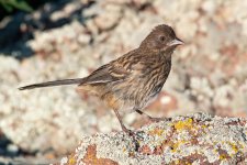 TowheeFledge-500.jpg