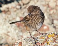 TowheeFledge-501.jpg