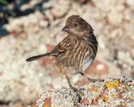 TowheeFledge-502.jpg
