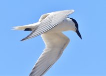 _ROY6077_00001.jpg