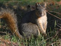 Squirrel.jpg