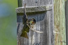 _IVA2086_DxO-1.jpg