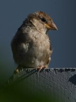 Sparow2.jpg