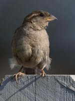 Sparow4.jpg