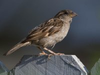 Sparow6.jpg