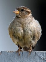 Sparow8.jpg