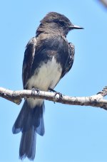 _ROY6704_00001.jpg