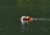 _ROY6733_00001.jpg